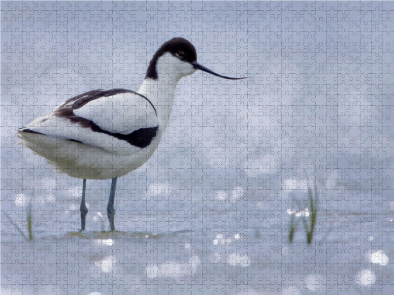 Avocette (Recurvirostra avosetta) - Puzzle photo CALVENDO 
