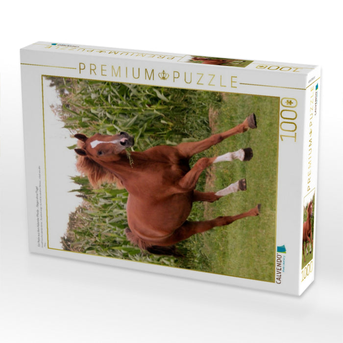 Ein Motiv aus dem Kalender Pferde ... fliegen ohne Flügel - CALVENDO Foto-Puzzle'