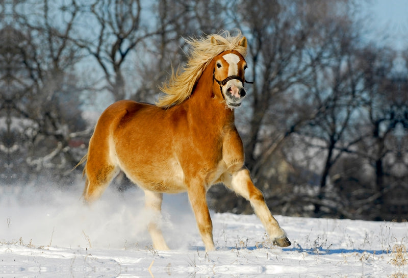 Premium Textil-Leinwand Haflinger im Schnee