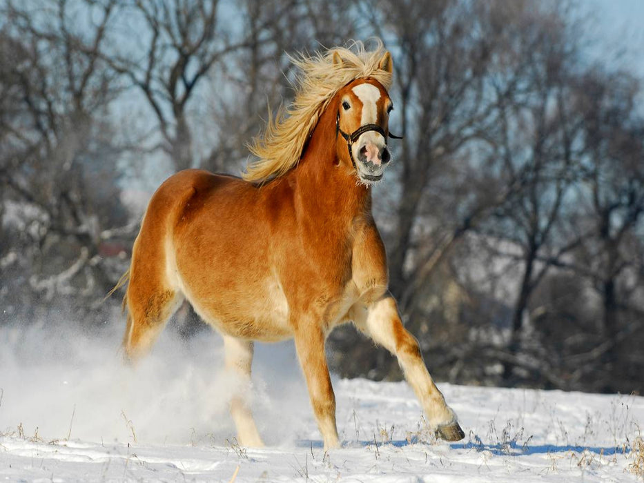 Haflinger im Schnee - CALVENDO Foto-Puzzle'