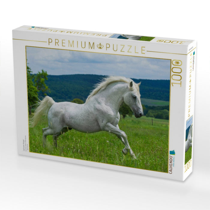 Lipizzaner Hengst - CALVENDO Foto-Puzzle'