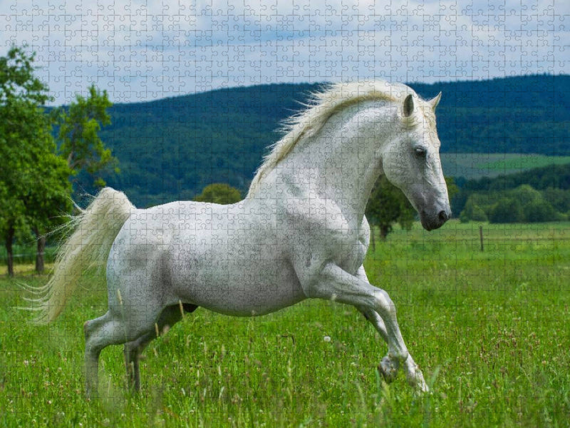 Lipizzaner Hengst - CALVENDO Foto-Puzzle'