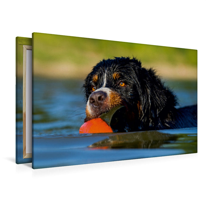 Premium Textil-Leinwand Berner Sennenhund Javaro