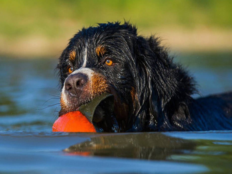 Berner Sennenhund Javaro - CALVENDO Foto-Puzzle'