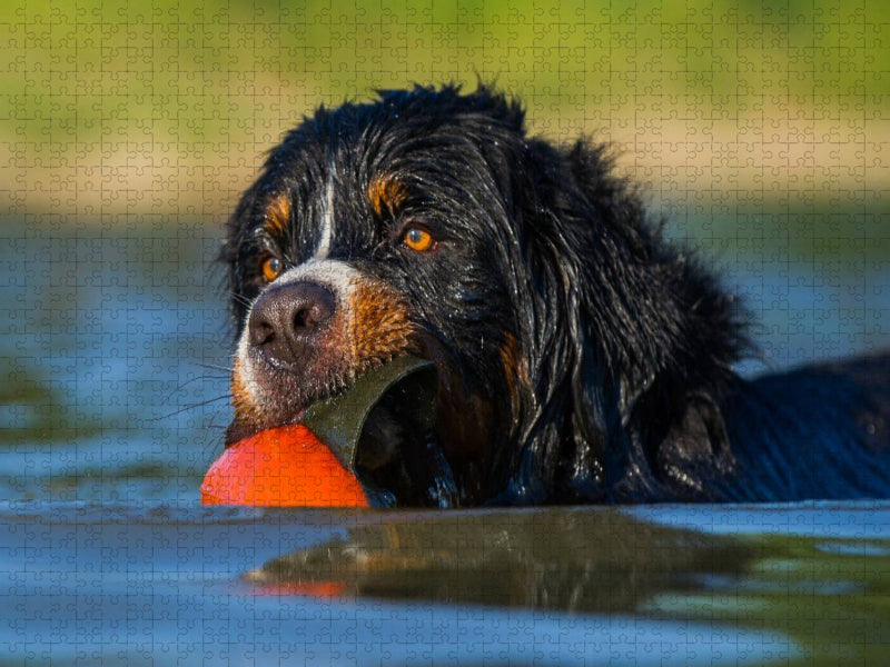 Berner Sennenhund Javaro - CALVENDO Foto-Puzzle'