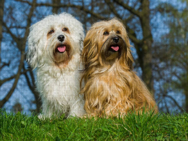 Havaneser - Rüde und Hündin - CALVENDO Foto-Puzzle'