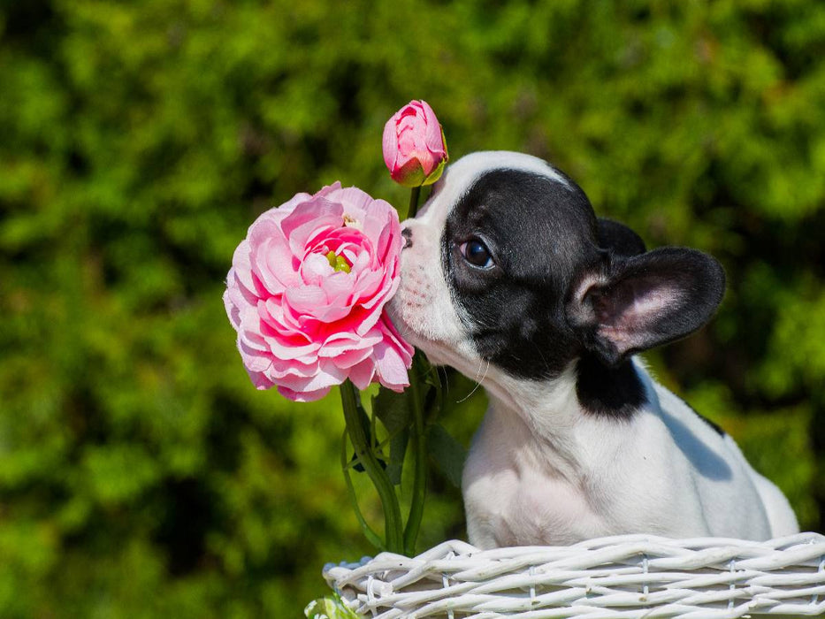Kleiner Rosenkavalier - Französische Bulldogge - CALVENDO Foto-Puzzle'