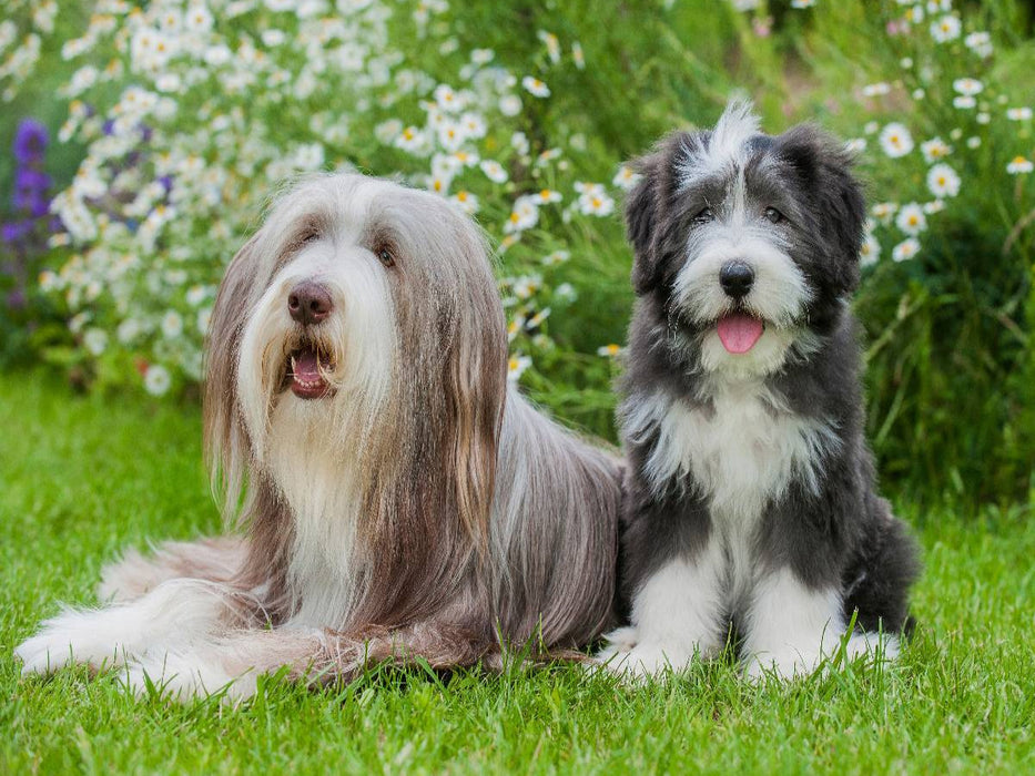 Bearded Collie Hündin und Welpe - CALVENDO Foto-Puzzle'