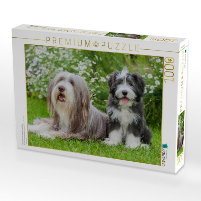 Bearded Collie Hündin und Welpe - CALVENDO Foto-Puzzle'