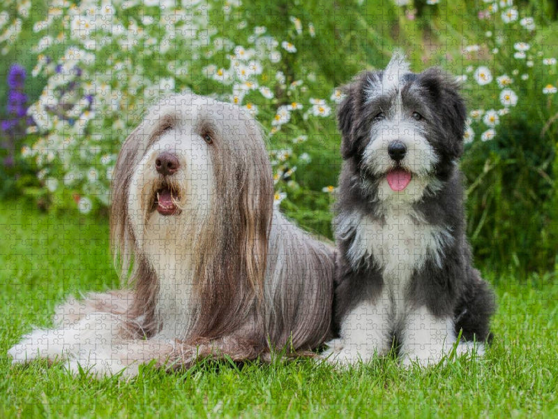 Bearded Collie Hündin und Welpe - CALVENDO Foto-Puzzle'