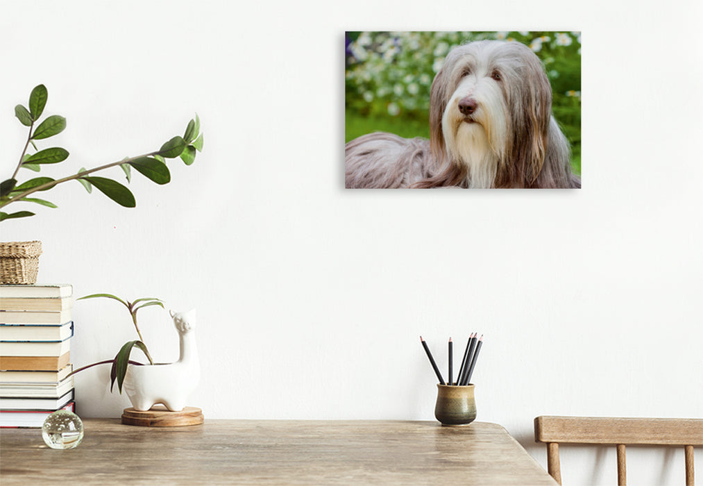 Premium Textil-Leinwand Premium Textil-Leinwand 120 cm x 80 cm quer Bearded Collie Hündin