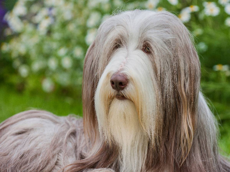 Bearded Collie Hündin - CALVENDO Foto-Puzzle'