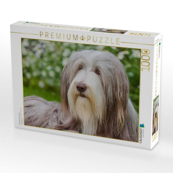 Bearded Collie Hündin - CALVENDO Foto-Puzzle'