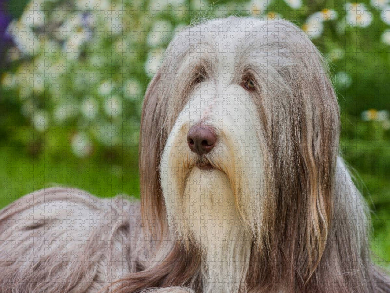 Bearded Collie Hündin - CALVENDO Foto-Puzzle'
