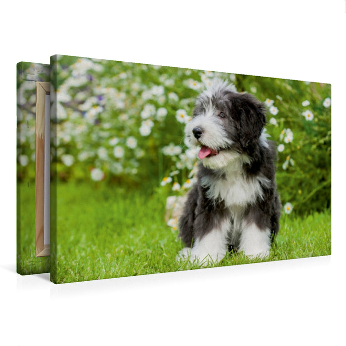 Premium Textil-Leinwand Bearded Collie Welpe
