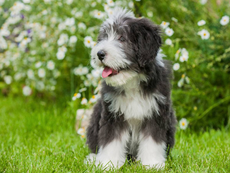 Bearded Collie Welpe - CALVENDO Foto-Puzzle'