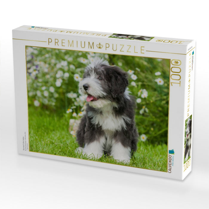 Bearded Collie Welpe - CALVENDO Foto-Puzzle'