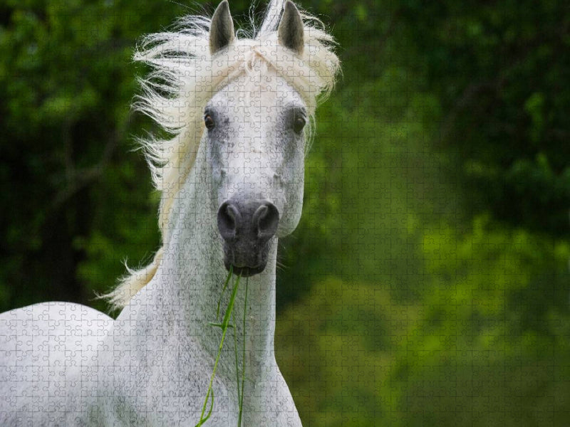 Traumpferd Lipizzaner Porträt - CALVENDO Foto-Puzzle'