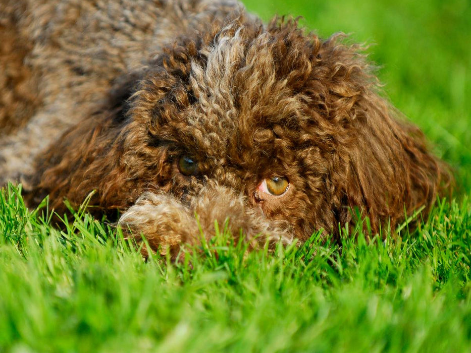 Lagotto Romagnolo - Italienischer Trüffelhund - CALVENDO Foto-Puzzle'