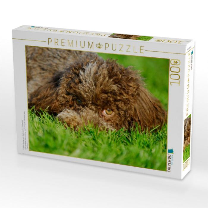 Lagotto Romagnolo - Italienischer Trüffelhund - CALVENDO Foto-Puzzle'