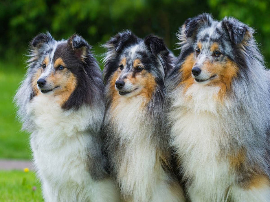Sheltie-Trio - CALVENDO Foto-Puzzle'