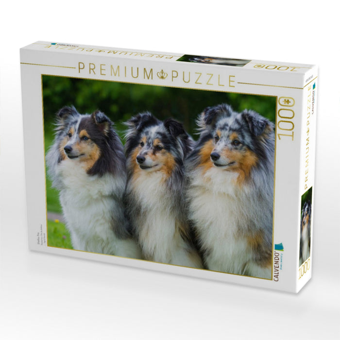 Sheltie-Trio - CALVENDO Foto-Puzzle'