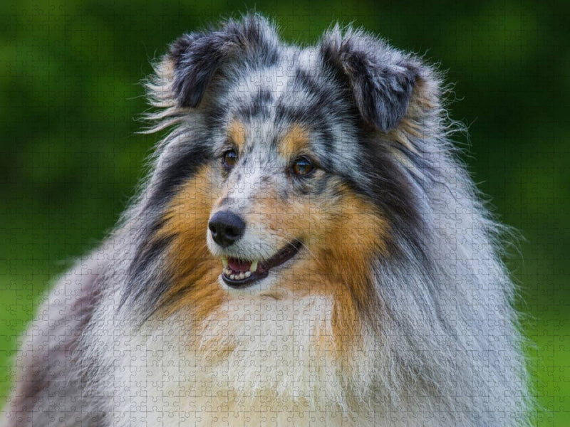 Sheltie-Porträt - CALVENDO Foto-Puzzle'