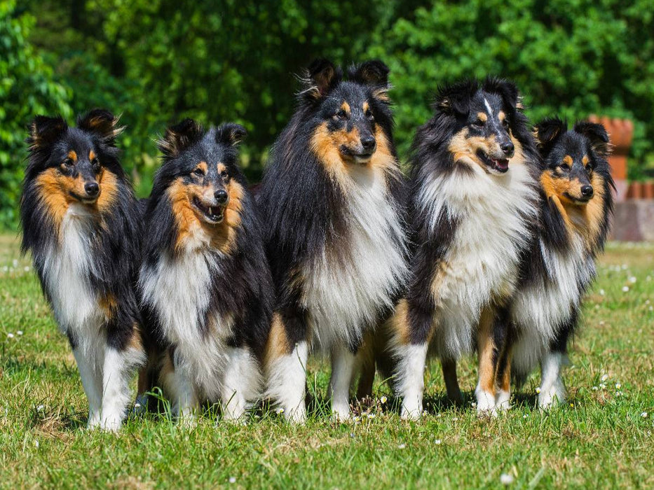 Sheltie-Gruppe - CALVENDO Foto-Puzzle'