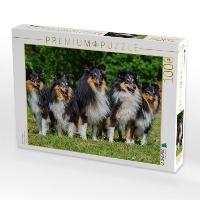 Sheltie-Gruppe - CALVENDO Foto-Puzzle'