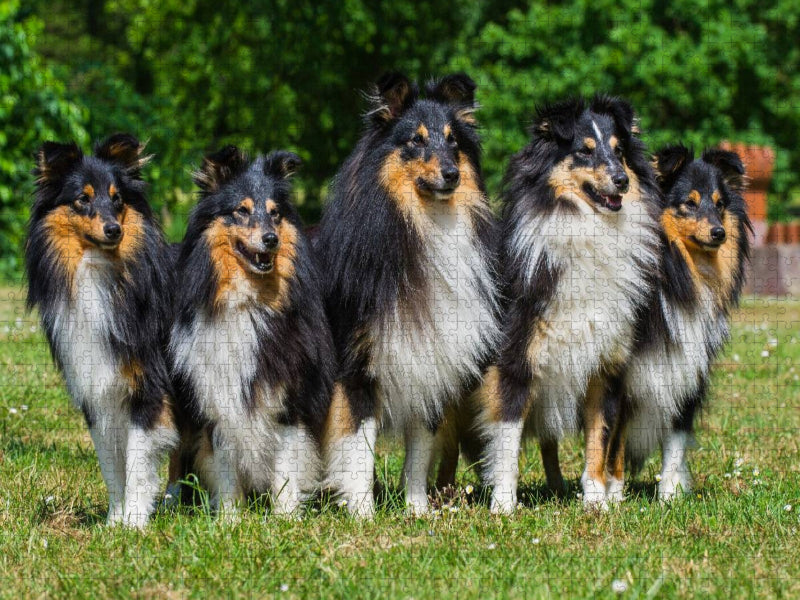 Sheltie-Gruppe - CALVENDO Foto-Puzzle'