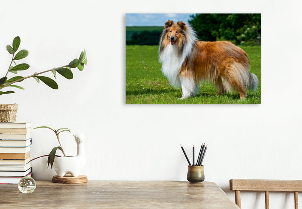 Premium Textil-Leinwand Premium Textil-Leinwand 120 cm x 80 cm quer Collie - Mein bester Freund