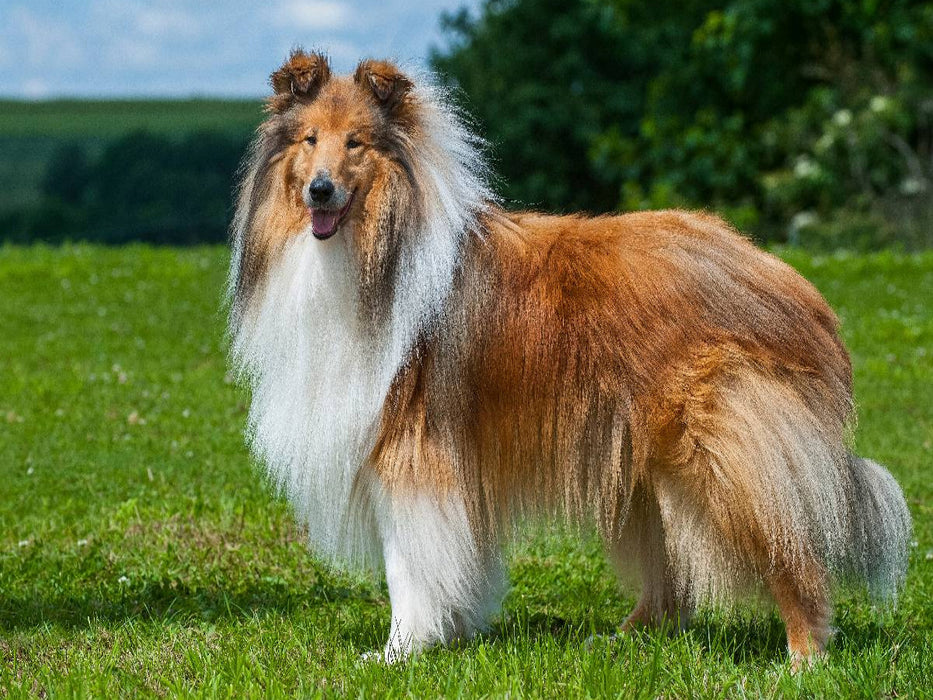 Collie - Mein bester Freund - CALVENDO Foto-Puzzle'