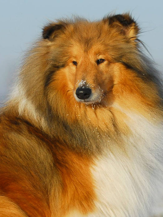 Collie Porträt - CALVENDO Foto-Puzzle'