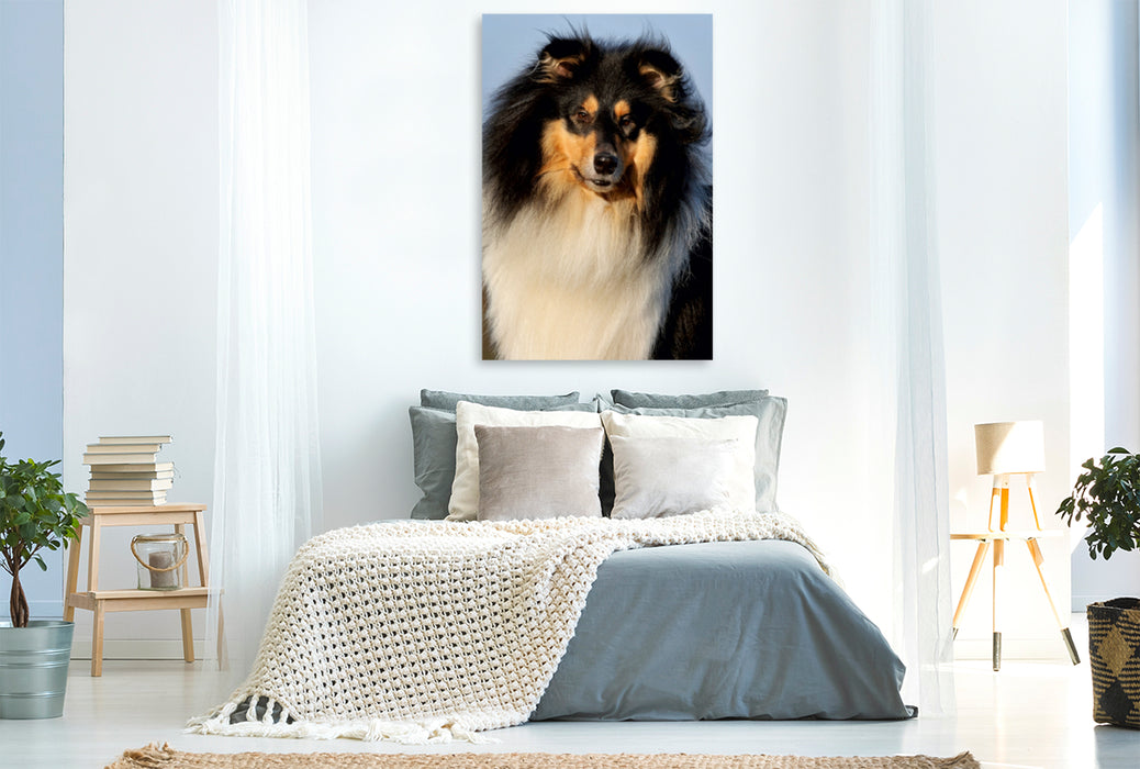 Premium Textil-Leinwand Premium Textil-Leinwand 80 cm x 120 cm  hoch Collies - Porträt eines Rüden