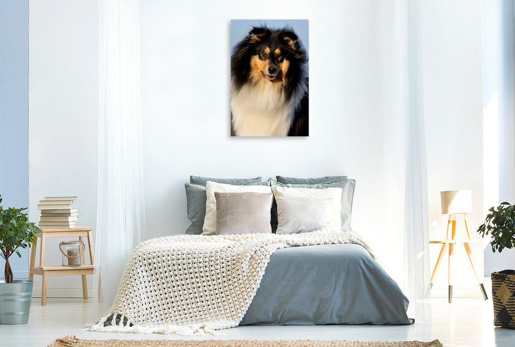 Premium Textil-Leinwand Premium Textil-Leinwand 80 cm x 120 cm  hoch Collies - Porträt eines Rüden