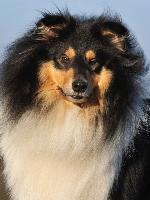 Collies - Porträt eines Rüden - CALVENDO Foto-Puzzle'