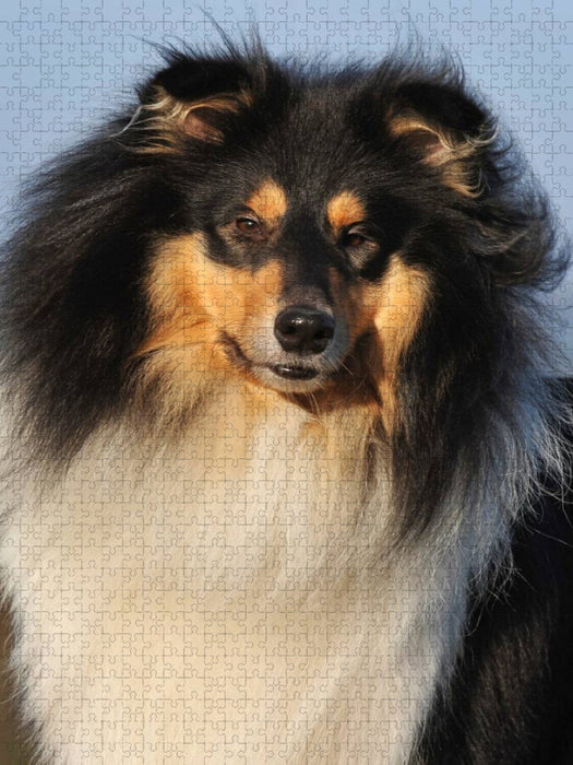 Collies - Porträt eines Rüden - CALVENDO Foto-Puzzle'