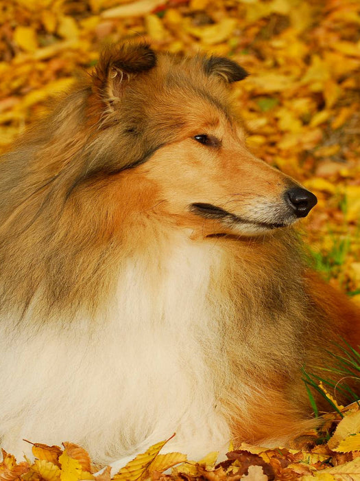 Collie - Herbstfarben - CALVENDO Foto-Puzzle'