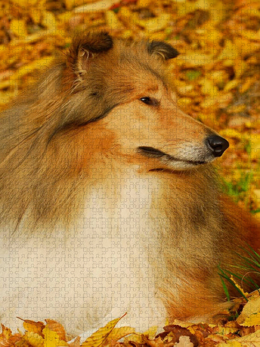 Collie - Herbstfarben - CALVENDO Foto-Puzzle'