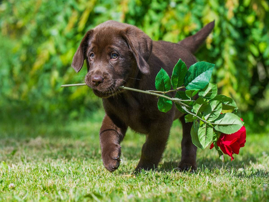 Labrador Retriever - Kleiner Rosenkavalier - CALVENDO Foto-Puzzle'