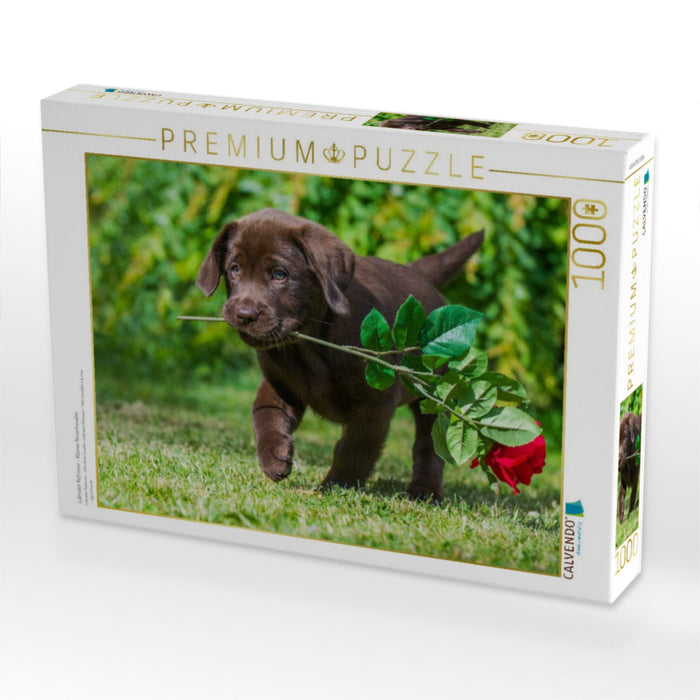 Labrador Retriever - Kleiner Rosenkavalier - CALVENDO Foto-Puzzle'
