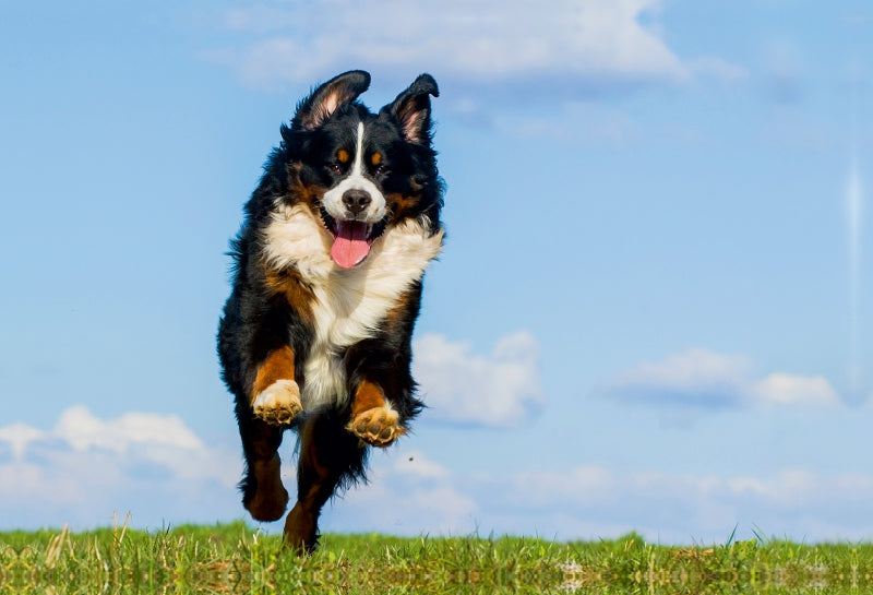 Premium Textil-Leinwand Berner Sennenhund Merlin