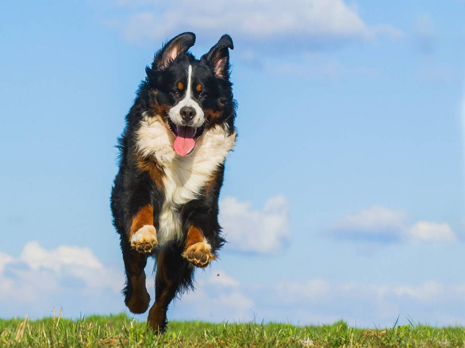Berner Sennenhund Merlin - CALVENDO Foto-Puzzle'