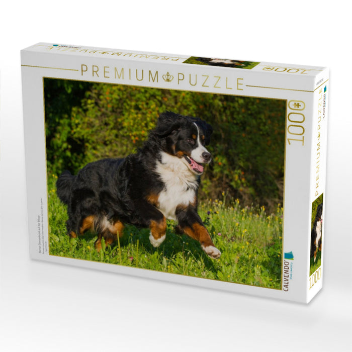 Berner Sennenhund auf der Wiese - CALVENDO Foto-Puzzle'
