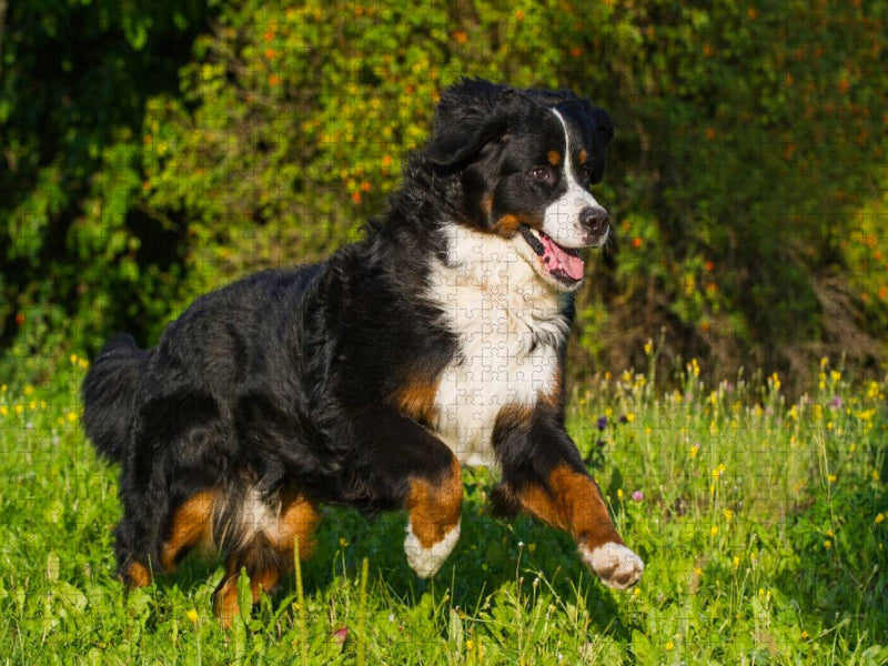 Berner Sennenhund auf der Wiese - CALVENDO Foto-Puzzle'