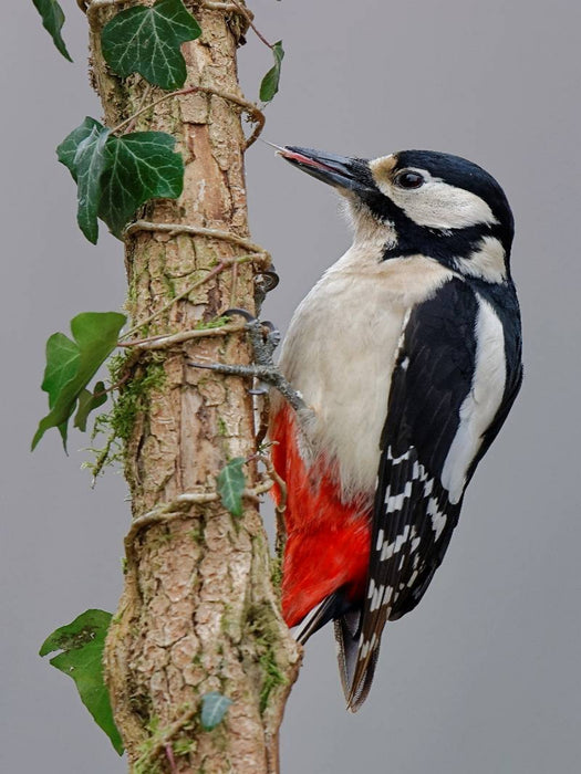 Buntspecht - CALVENDO Foto-Puzzle'