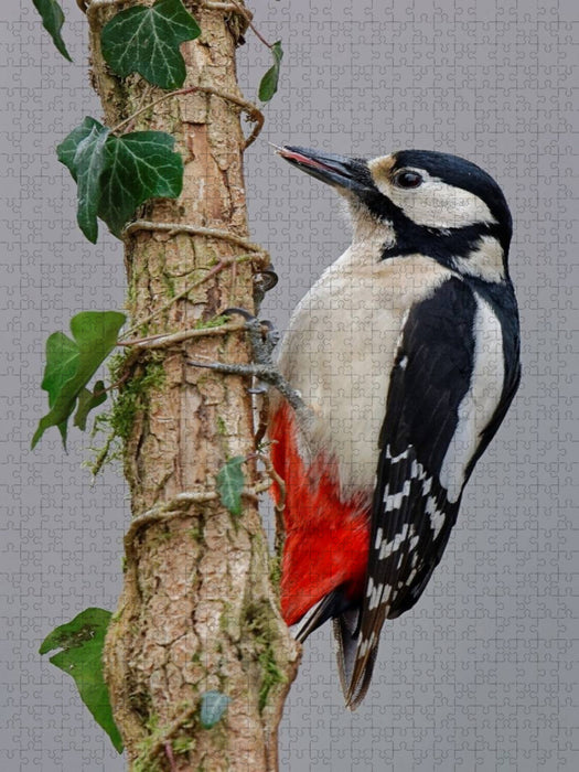 Buntspecht - CALVENDO Foto-Puzzle'