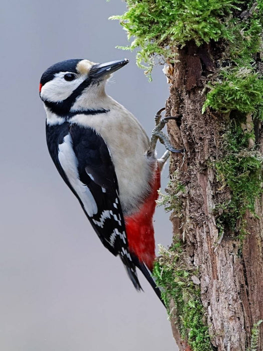 Buntspecht - CALVENDO Foto-Puzzle'