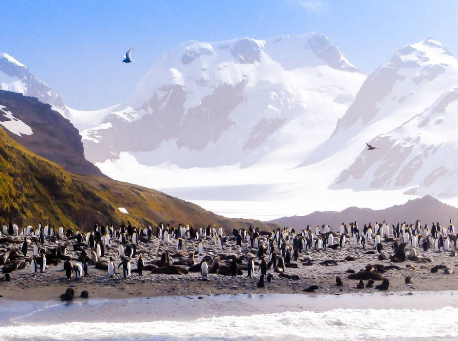 Pinguin Kolonie im Naturparadies Antarktis - CALVENDO Foto-Puzzle'