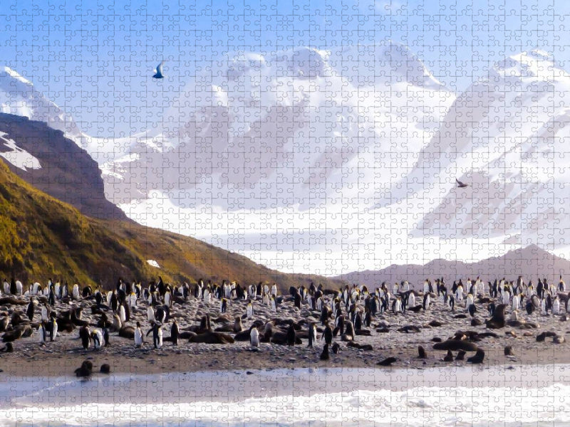 Pinguin Kolonie im Naturparadies Antarktis - CALVENDO Foto-Puzzle'